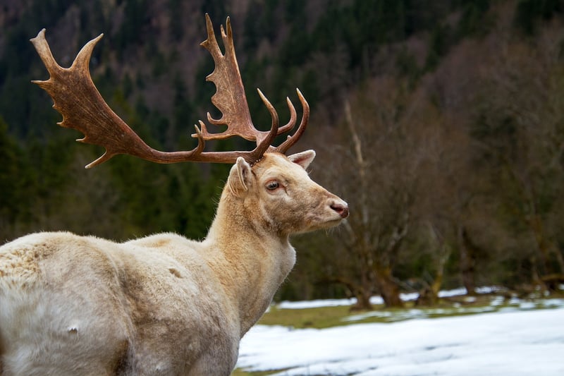 Wildlife Conservation